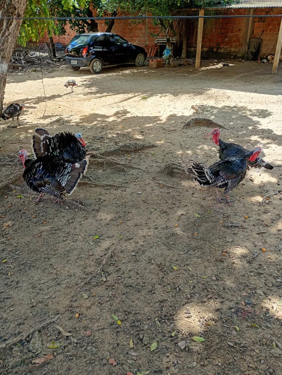 Perú macho 