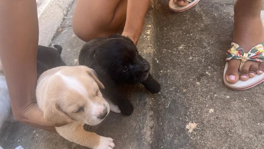 Cachorros para doação - Foto 3