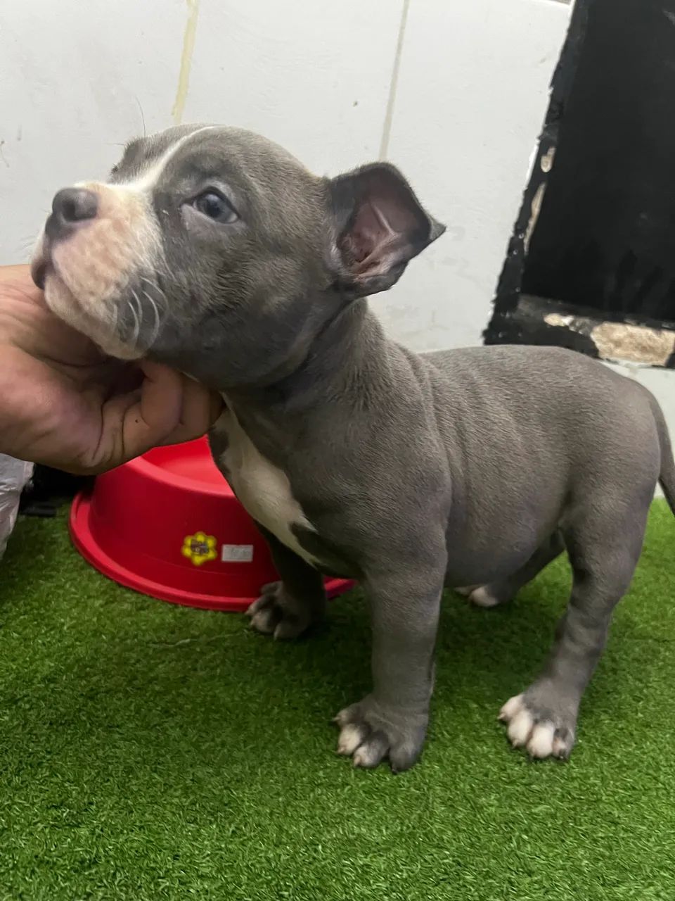 American Bully
