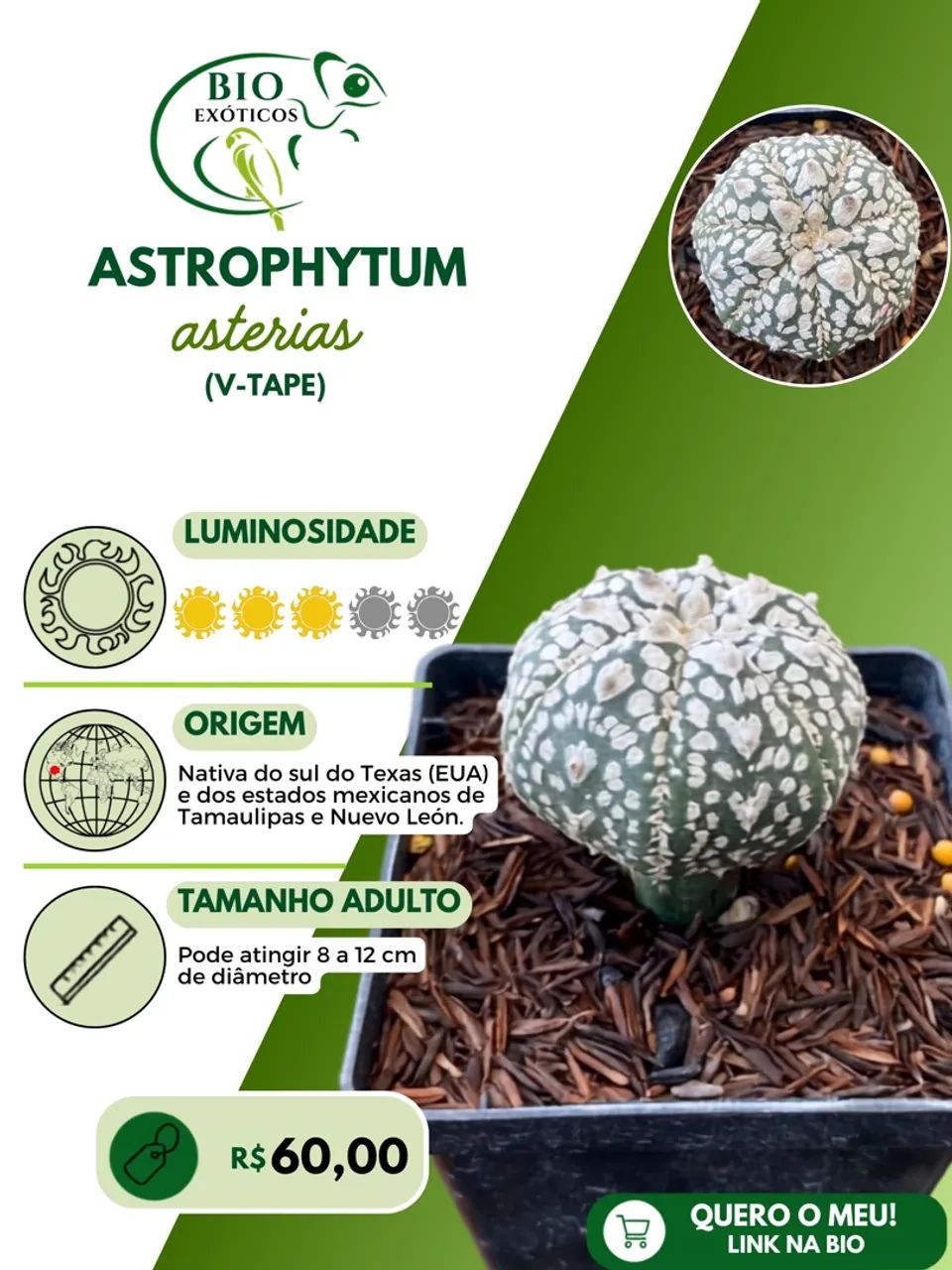 Cactos de coleção variados 