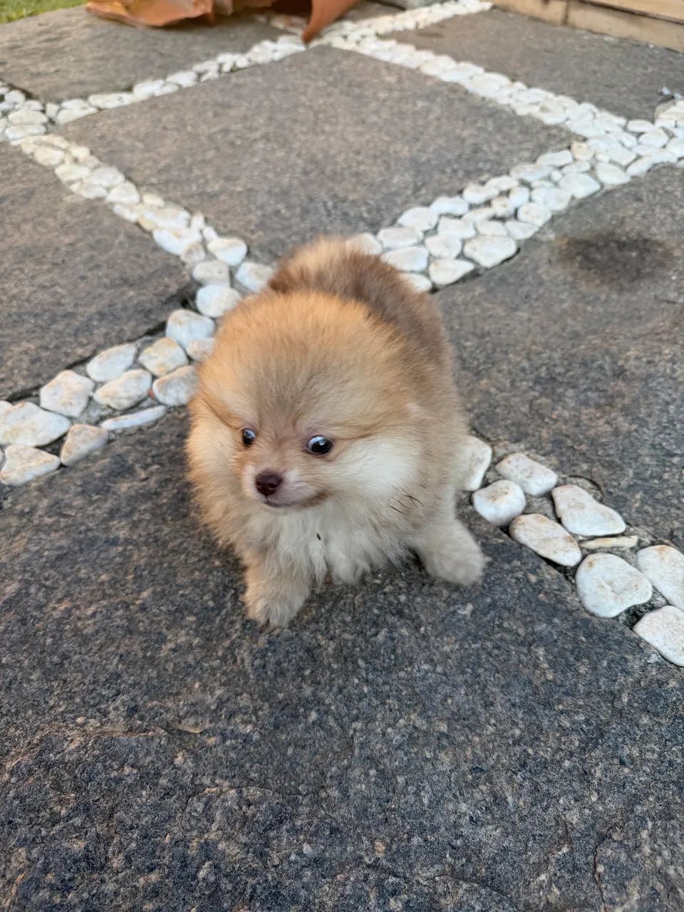 Spitz Alemão Macho e Femea  - Foto 3