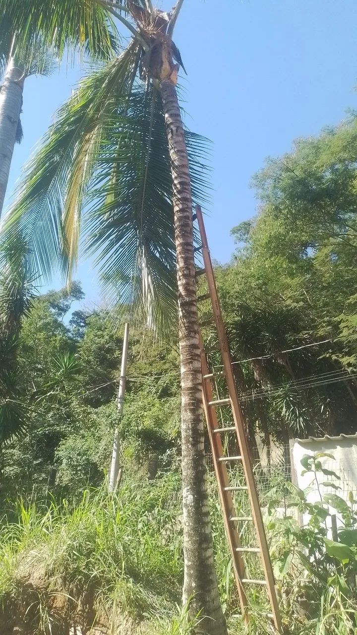 Corte e poda de árvores e coqueiros.  - Foto 2
