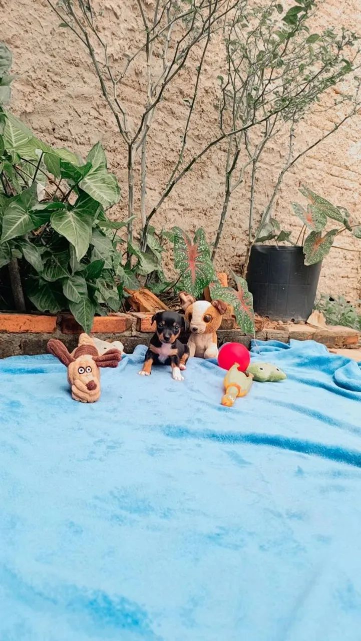 Pinscher n° 0 - Foto 3