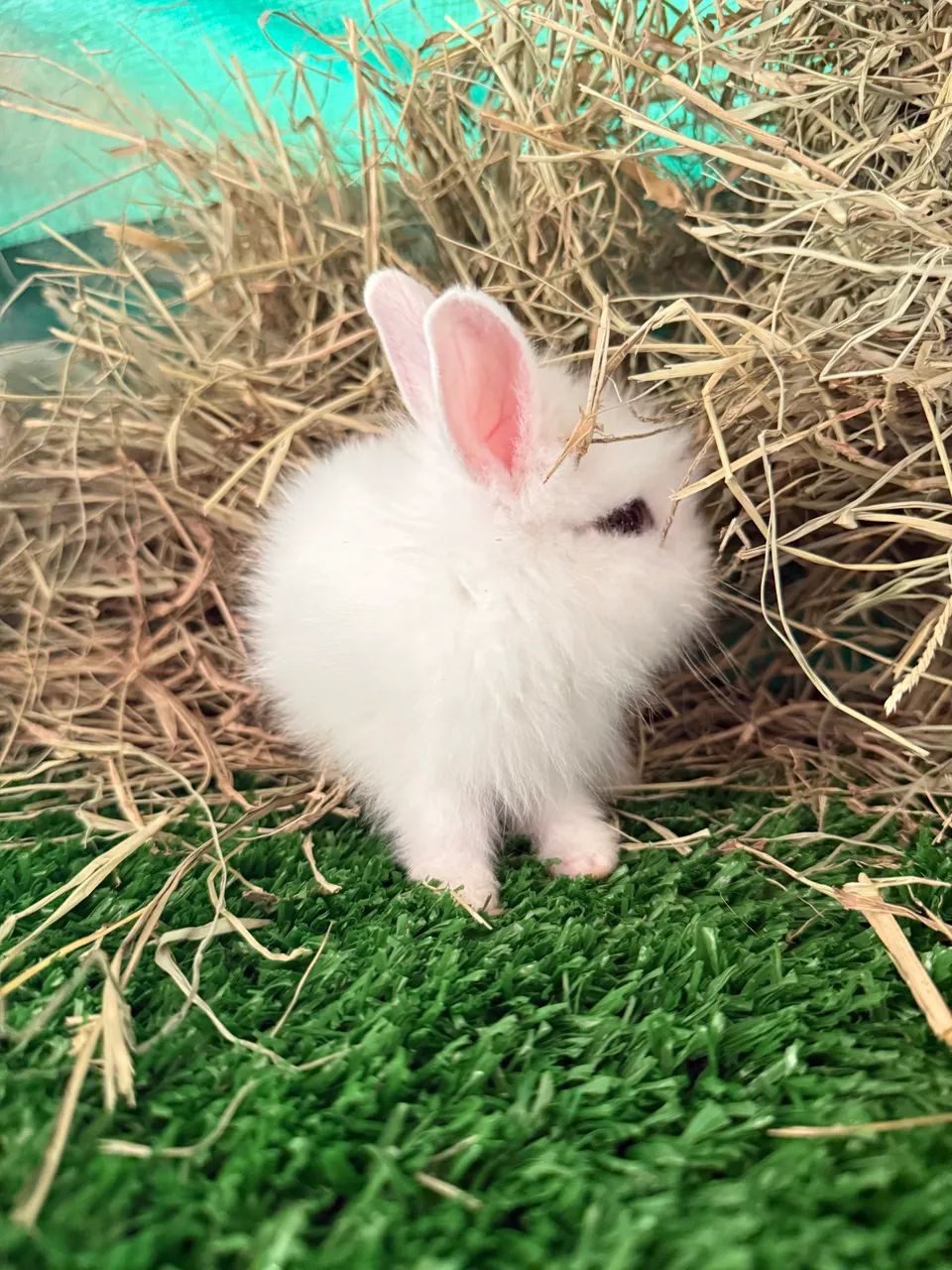 Coelhos: Mini Lion Head, Gigante Flandes, Netherland Dwarf, Mini Lop - Foto 4