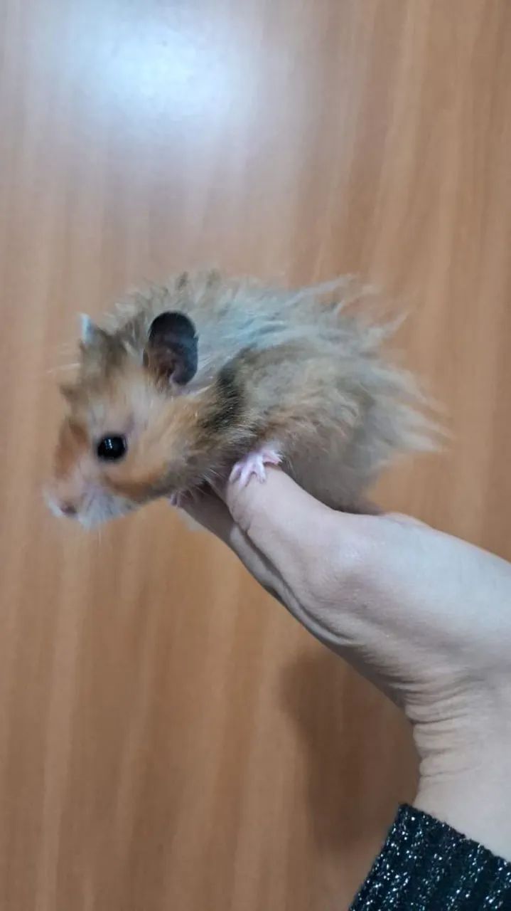 Hamster Sírio 
