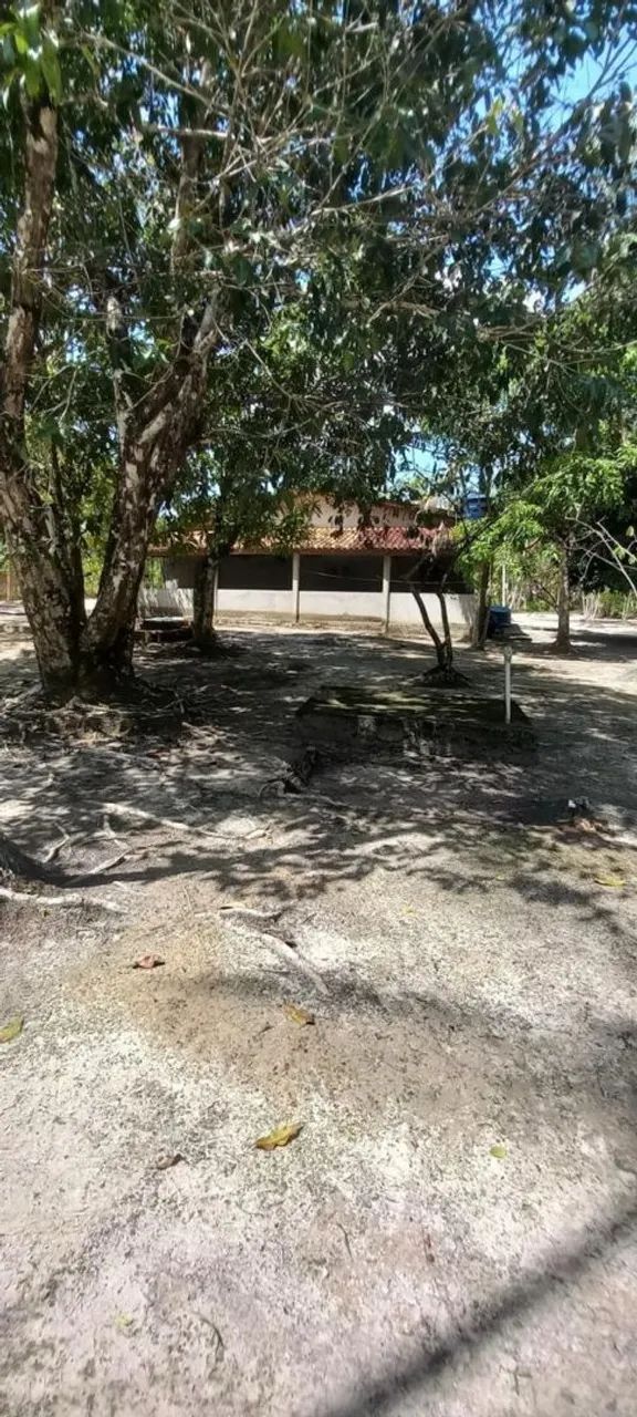 Sítio na ilha de trambioca Em Barcarena  - Foto 5