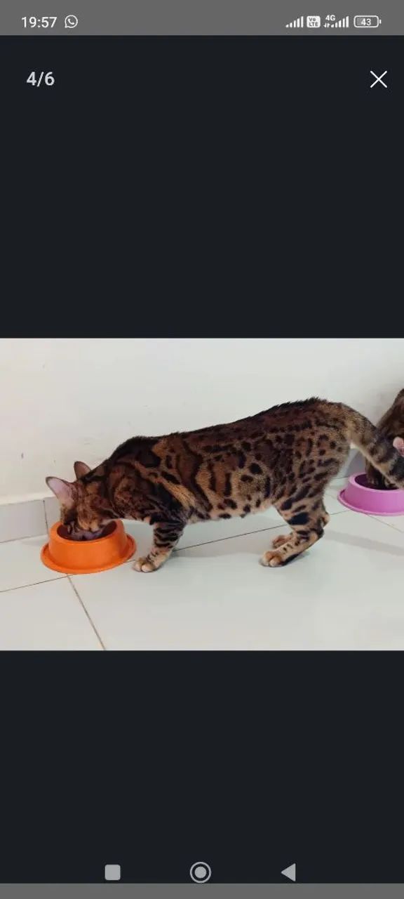 Gata Bengal - Foto 3