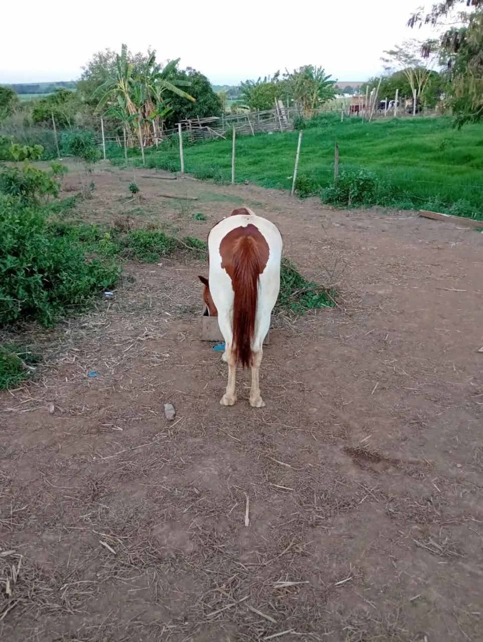 Égua QM - Foto 2