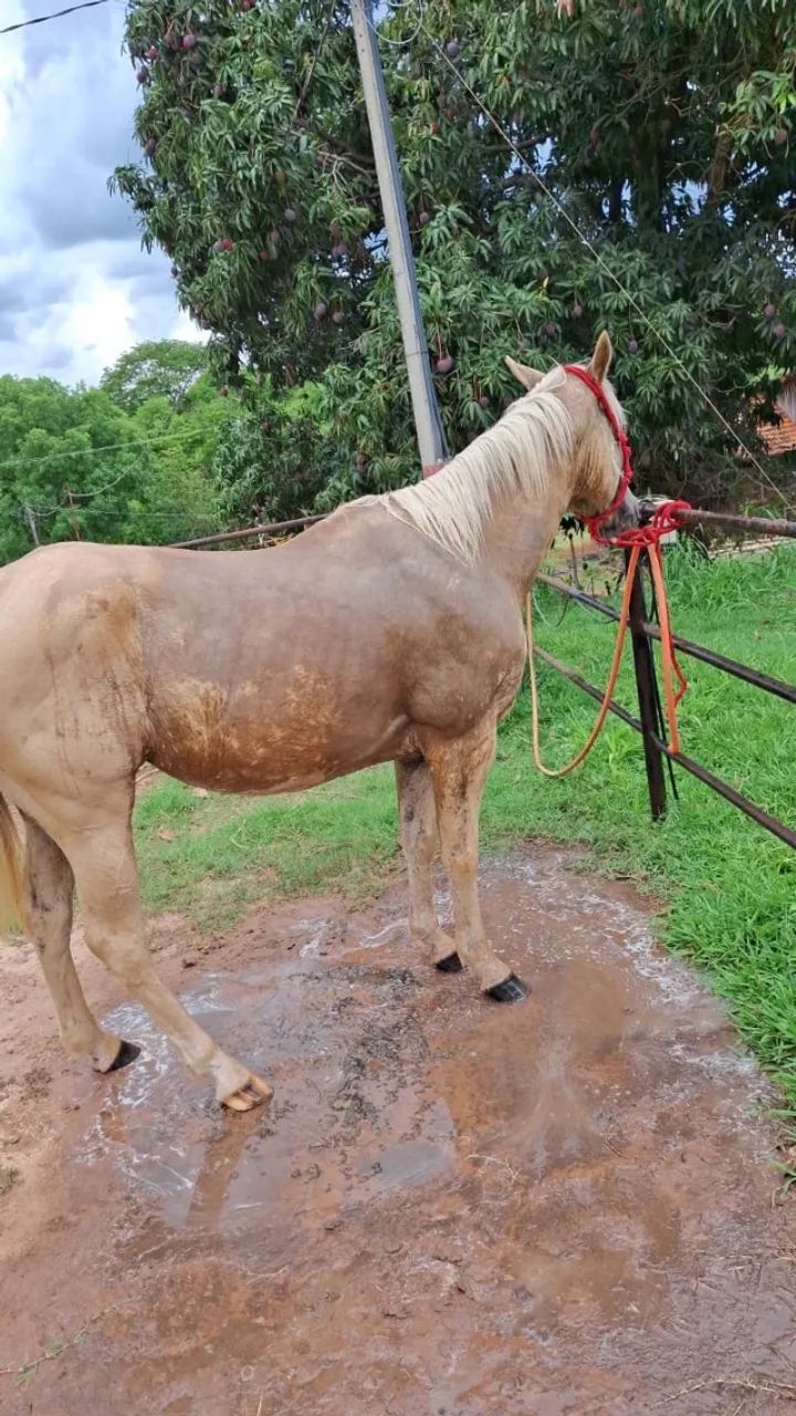 Potra quarto de milha  - Foto 3