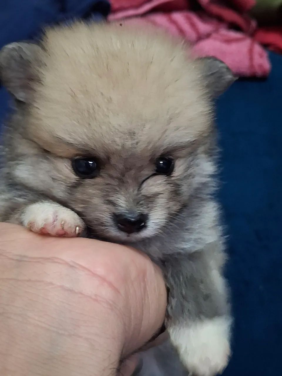 Spitz alemão  - Foto 3