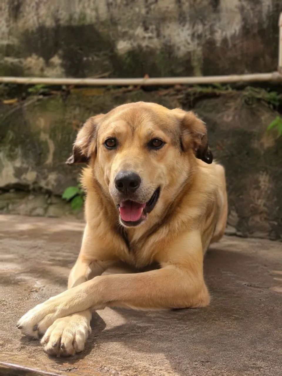 Para doação  - Foto 2