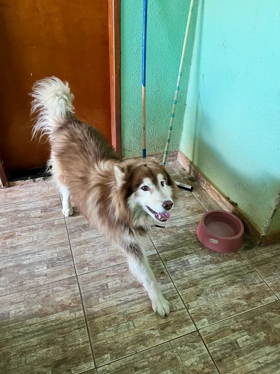 Cachorro  - Foto 2