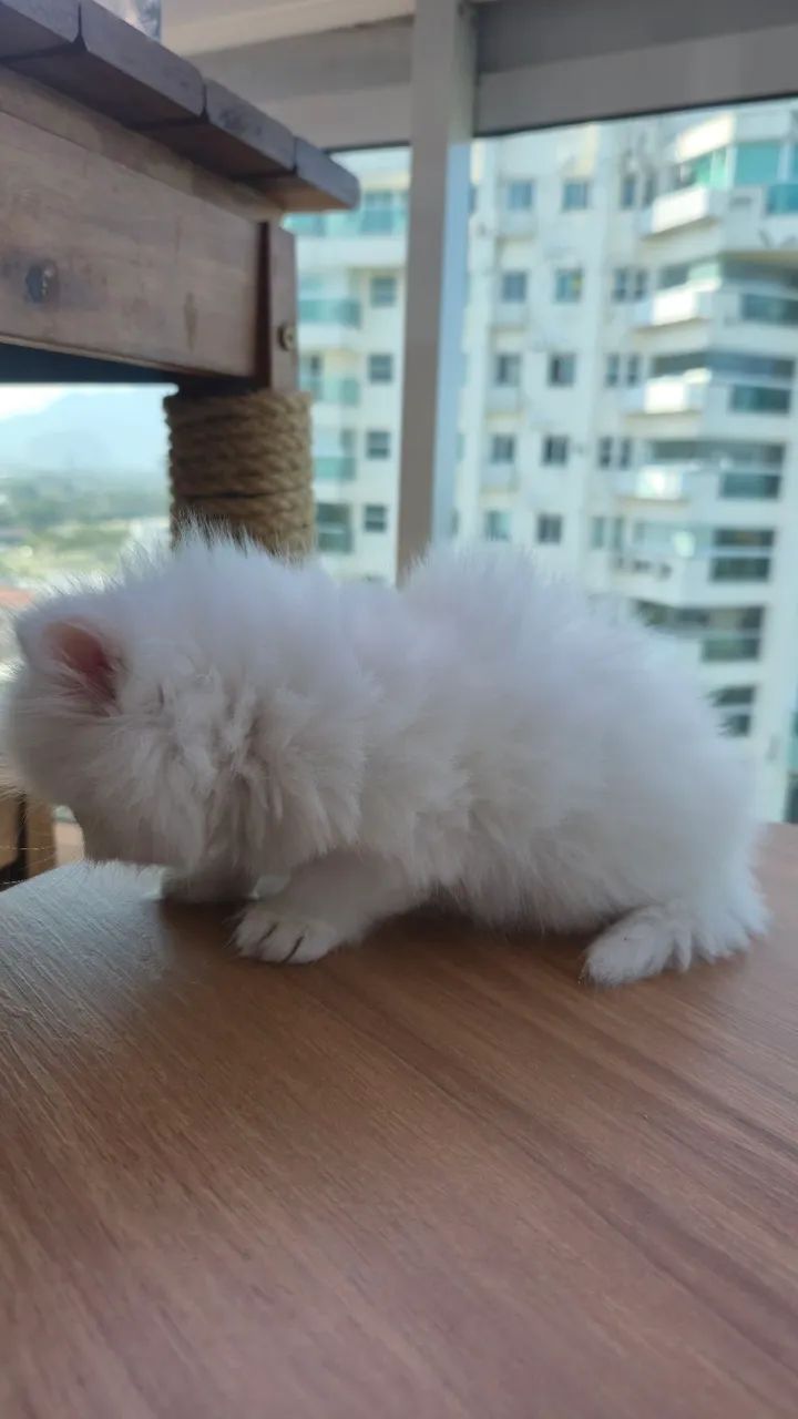 Filhote gato persa - Foto 4