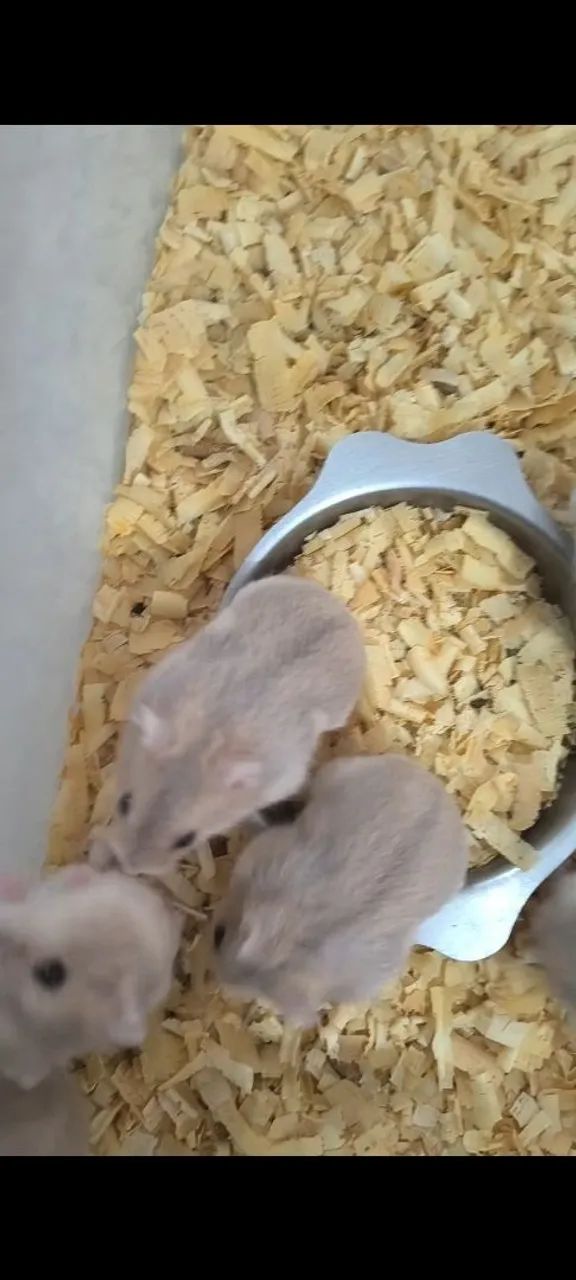 Hamster Anão Russo - Foto 2