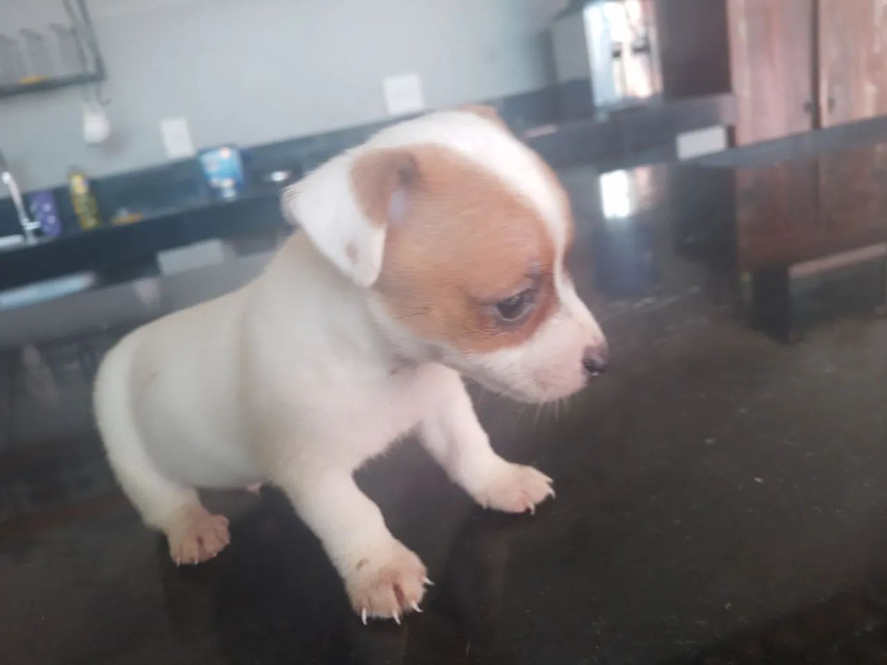 Filhotes de Jack Russell cães de alta linhagem  - Foto 2