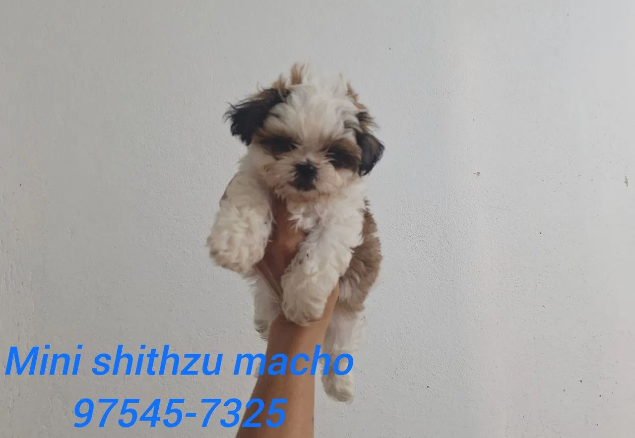 Mini shithzu com garantia de saúde