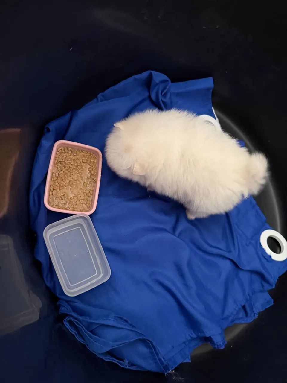Cachorro - Foto 4