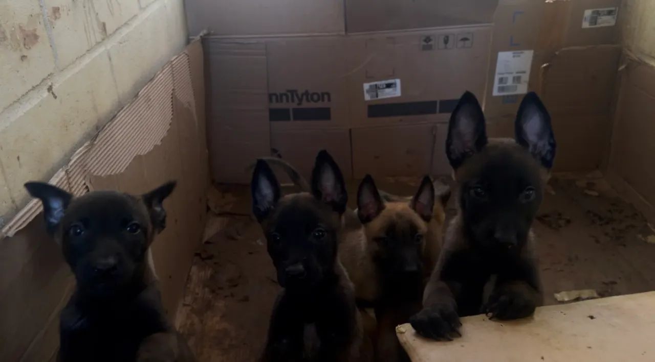Pastor Malinois filhote 