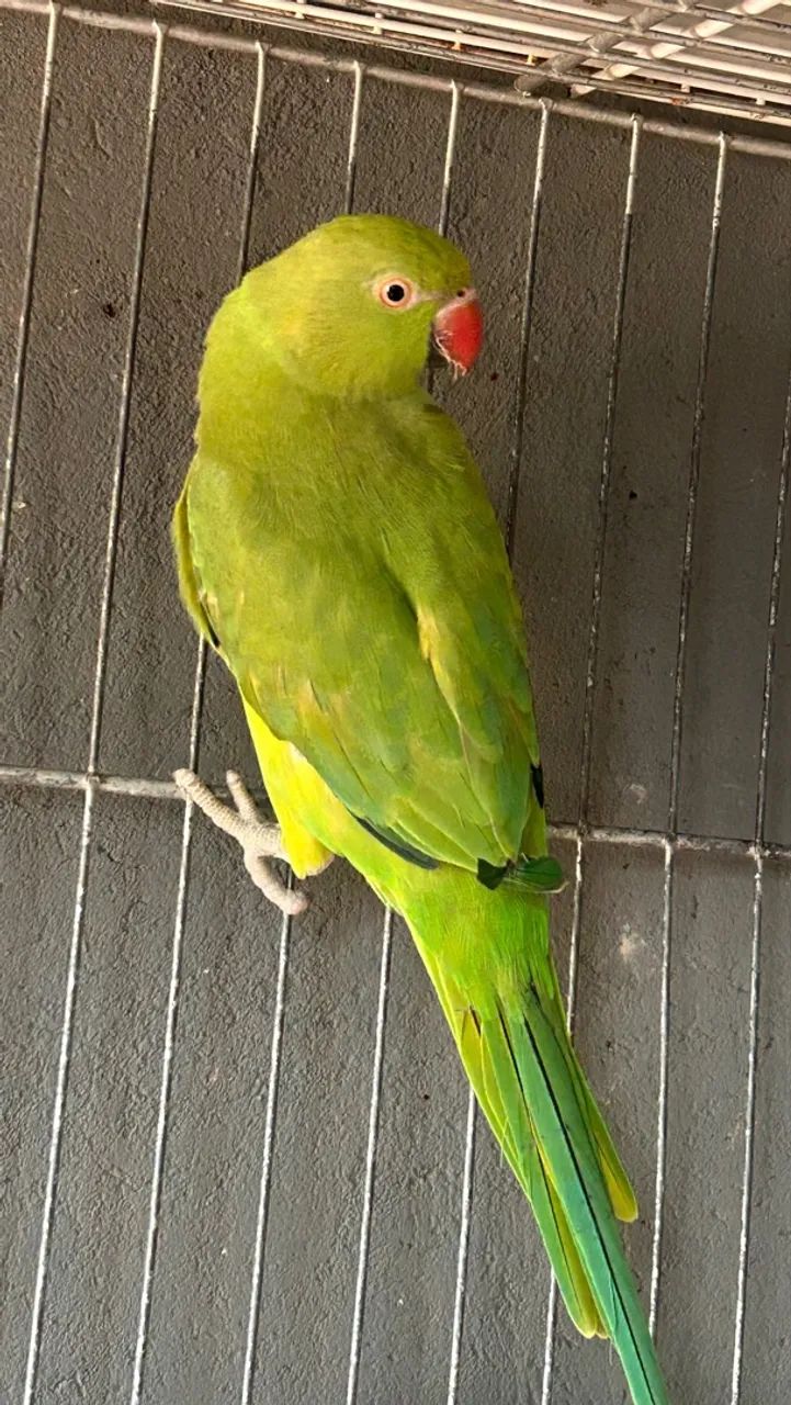 Gaiola