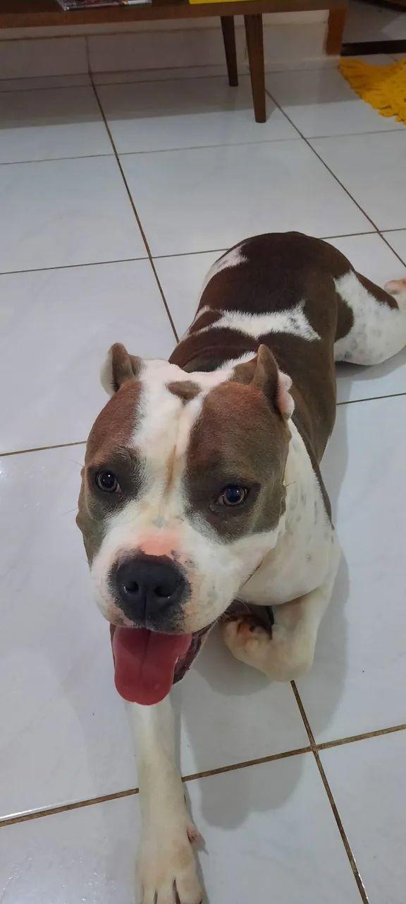 Doação responsável americam bully femia  - Foto 5