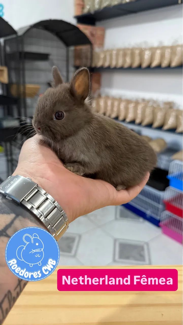 Mini coelhos (Roedores CWB)  - Foto 2