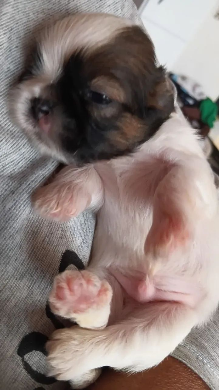 Vendo shihtzu  - Foto 3