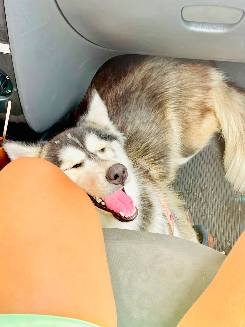 Husky siberiano 