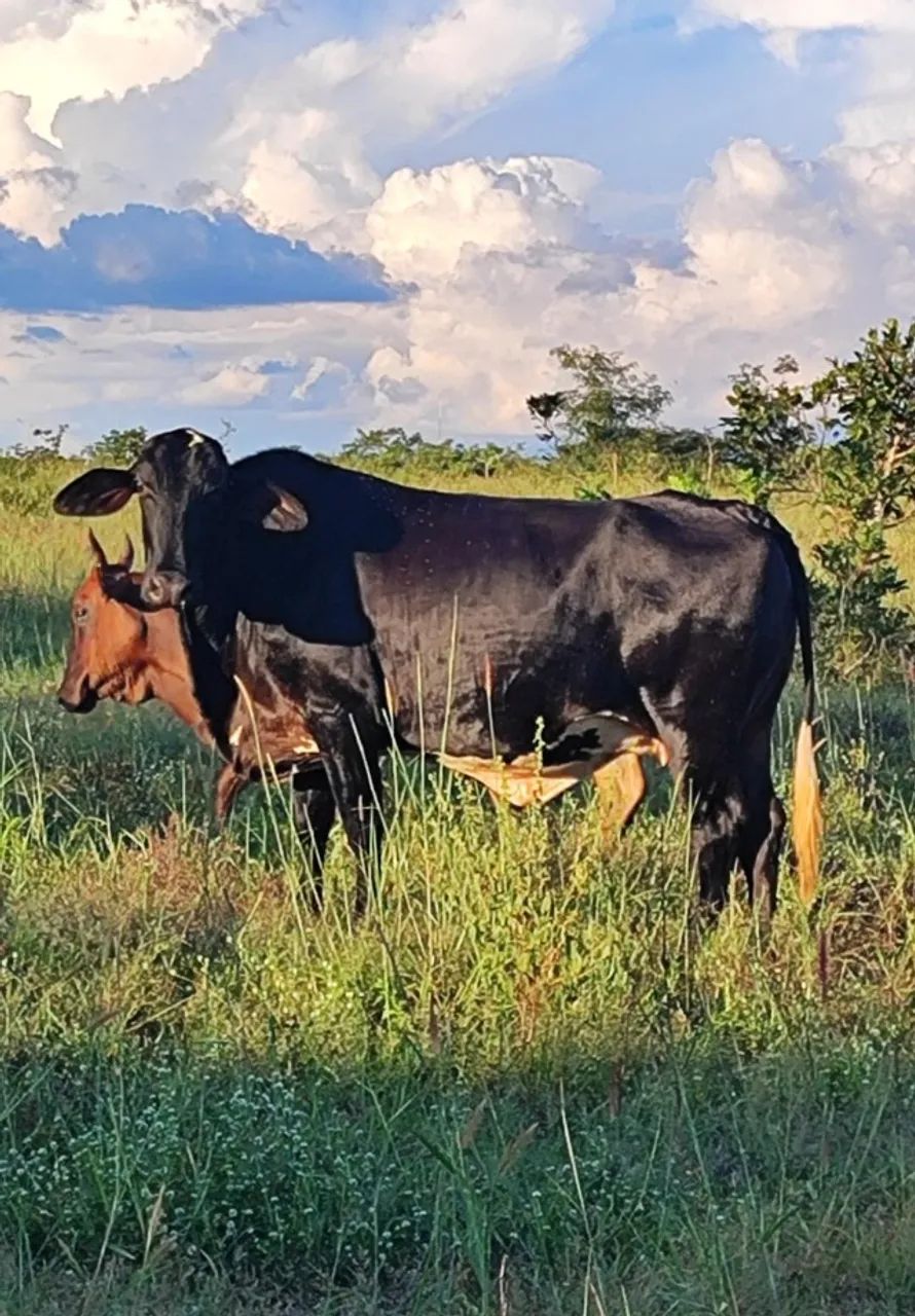 Vacas leiteiras