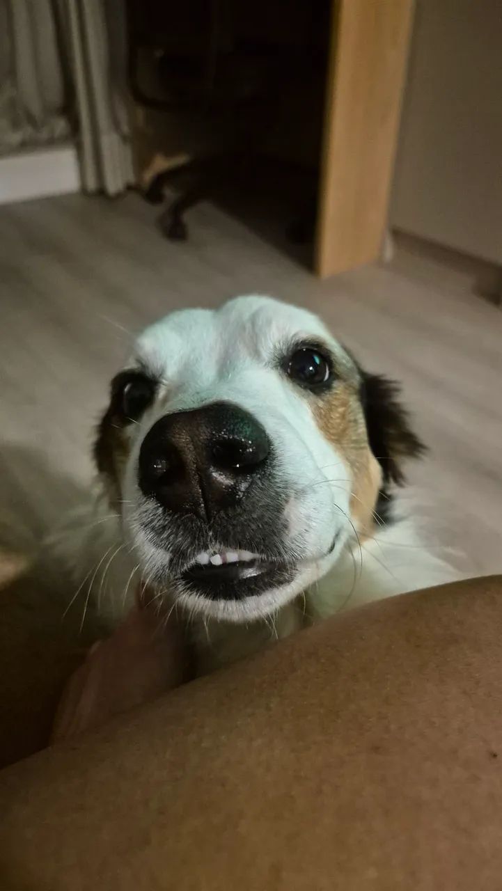 Adote o Bobby! - Foto 4