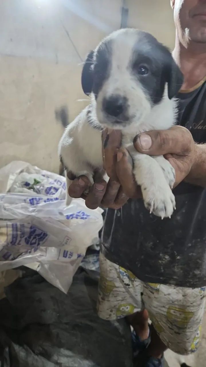 DOAÇÃO RESPONSÁVEL  - Foto 2