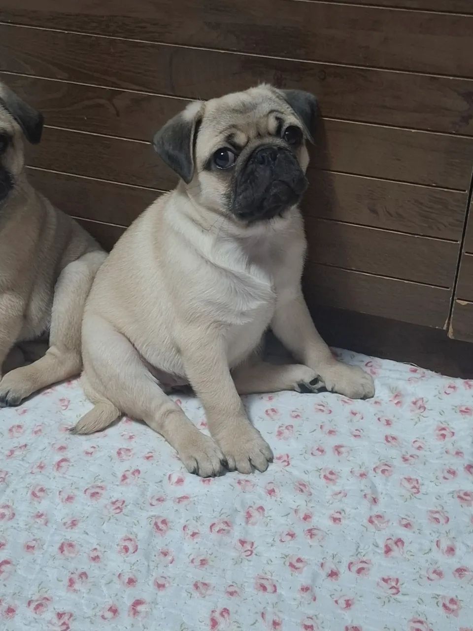 Filhote pug 