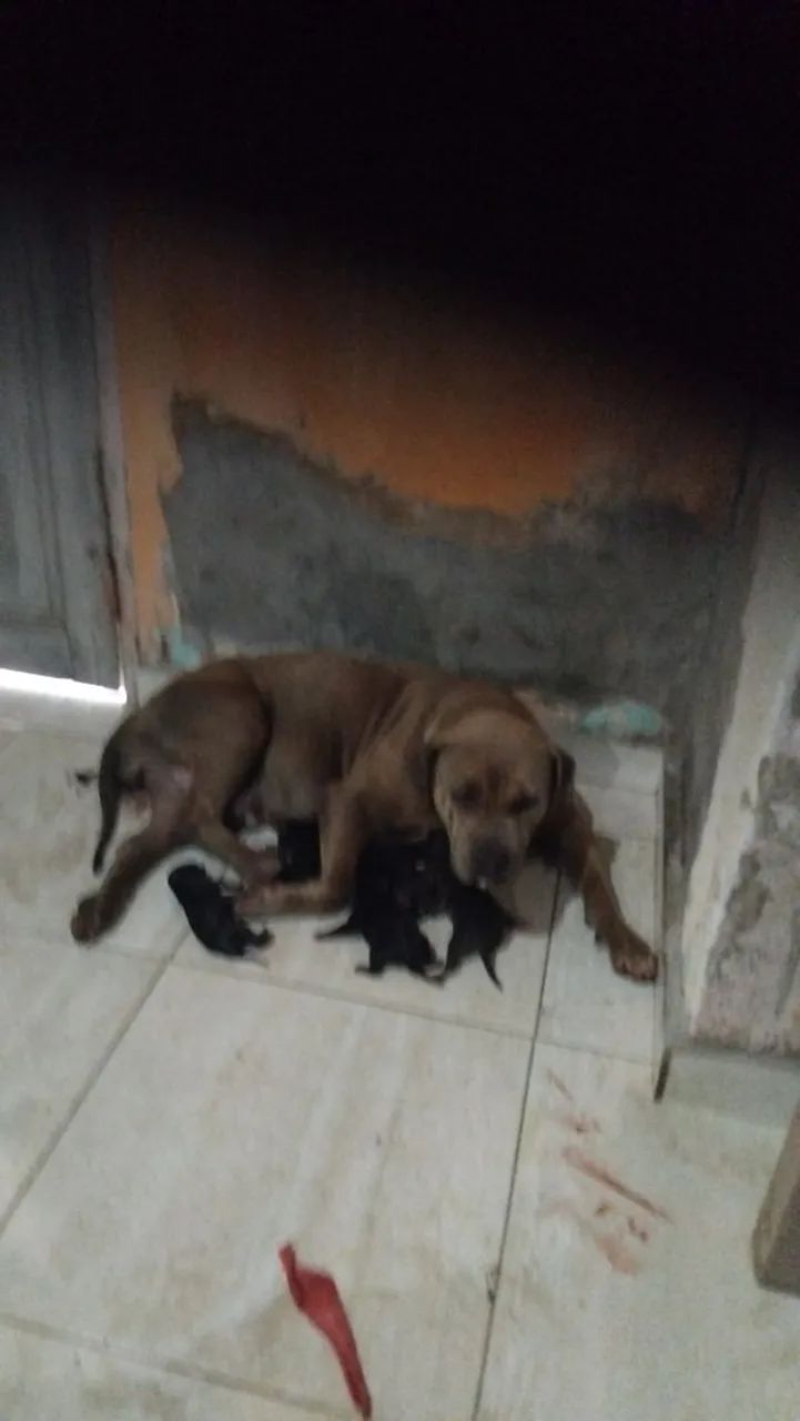Cachorros  - Foto 2