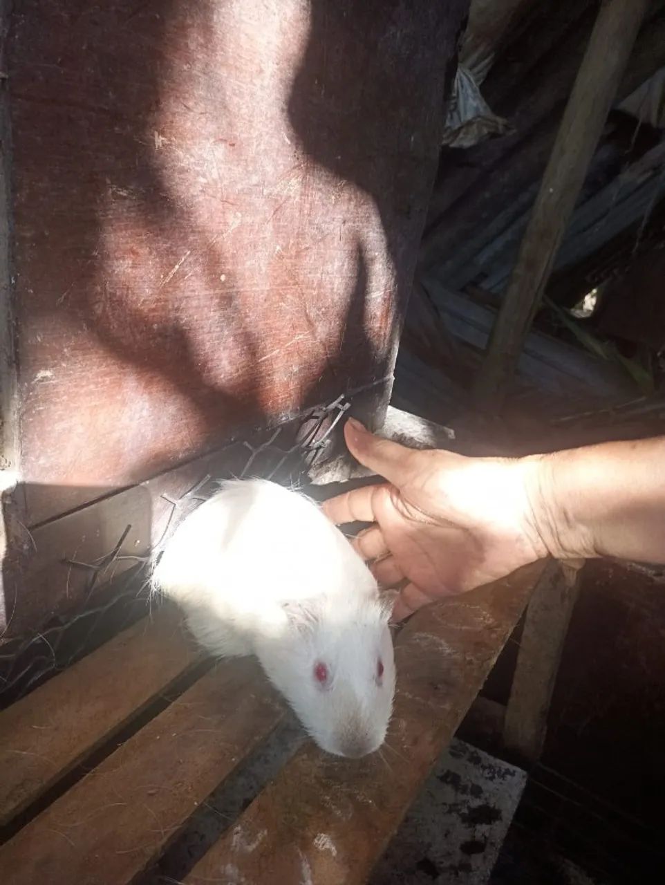 Porquinho da Índia - Foto 2