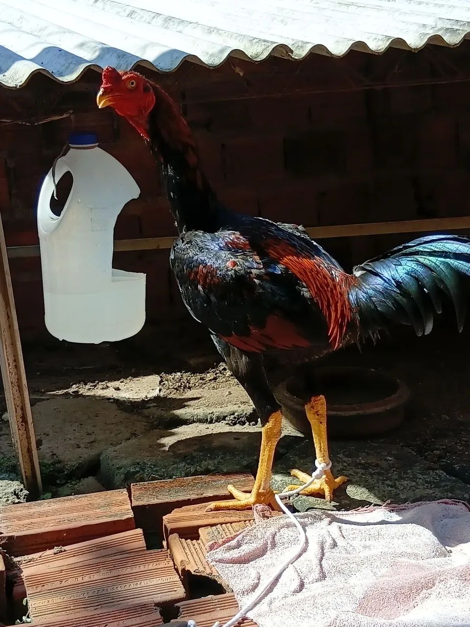 Frango  - Foto 3