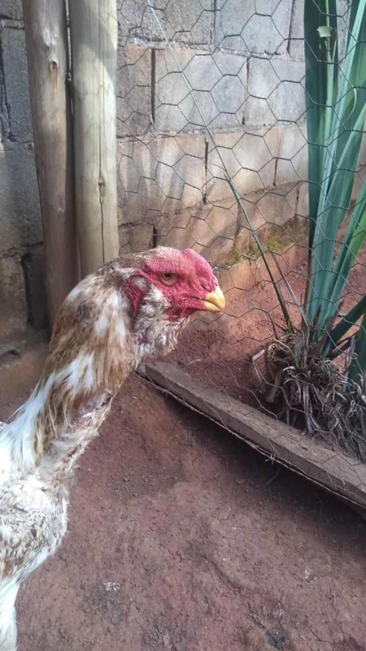 Frango