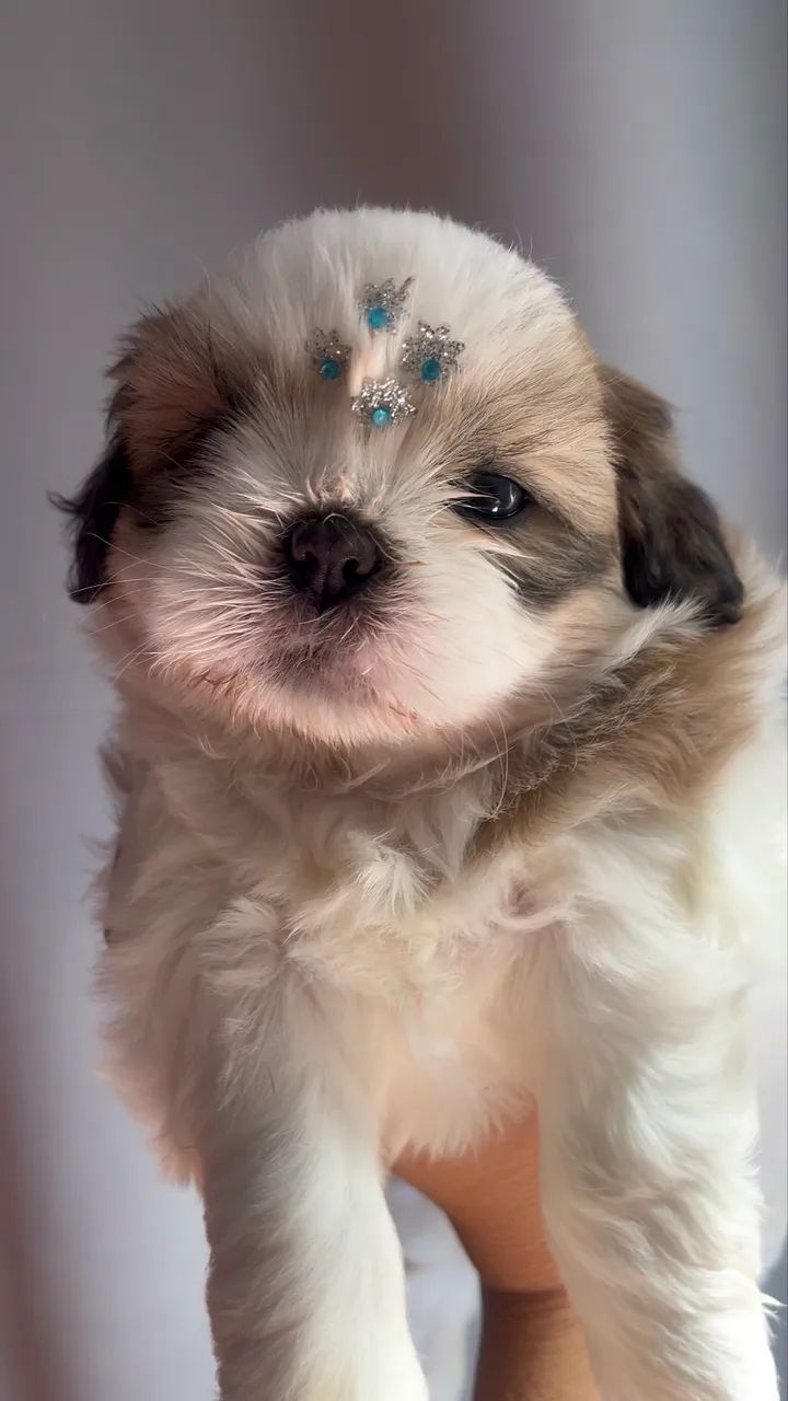 Shihtzu fêmea  - Foto 4