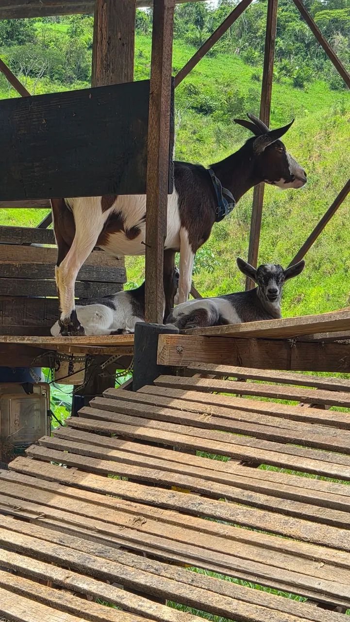 Machinhos de mini cabra  - Foto 4