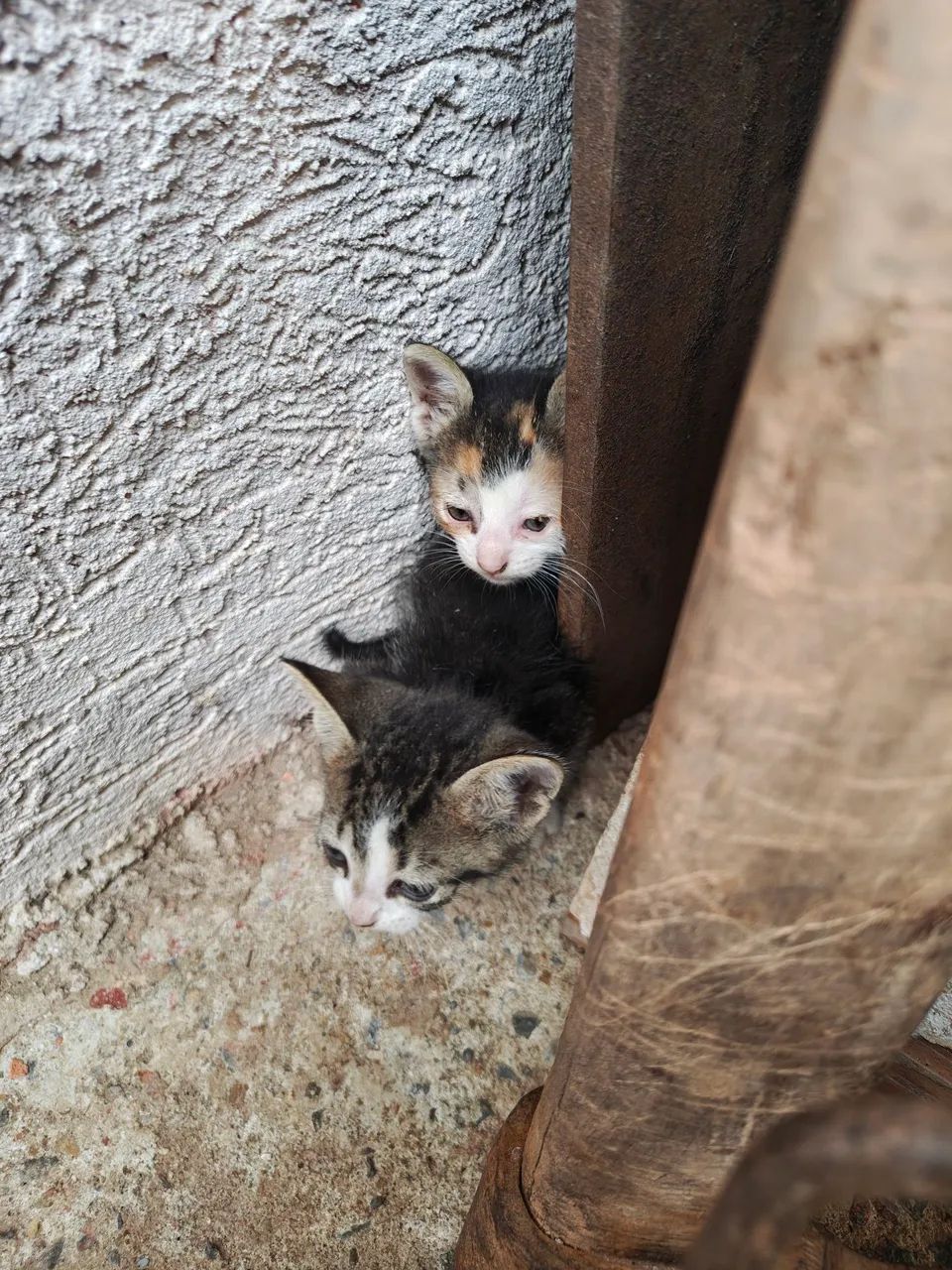 Doação de gatinhos - Foto 2