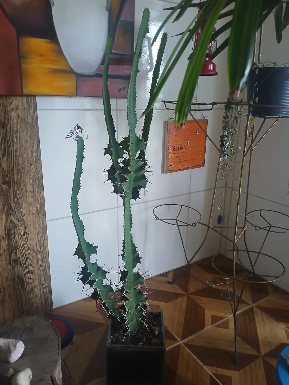 Cacto candelabro com vaso de vidro - Foto 3