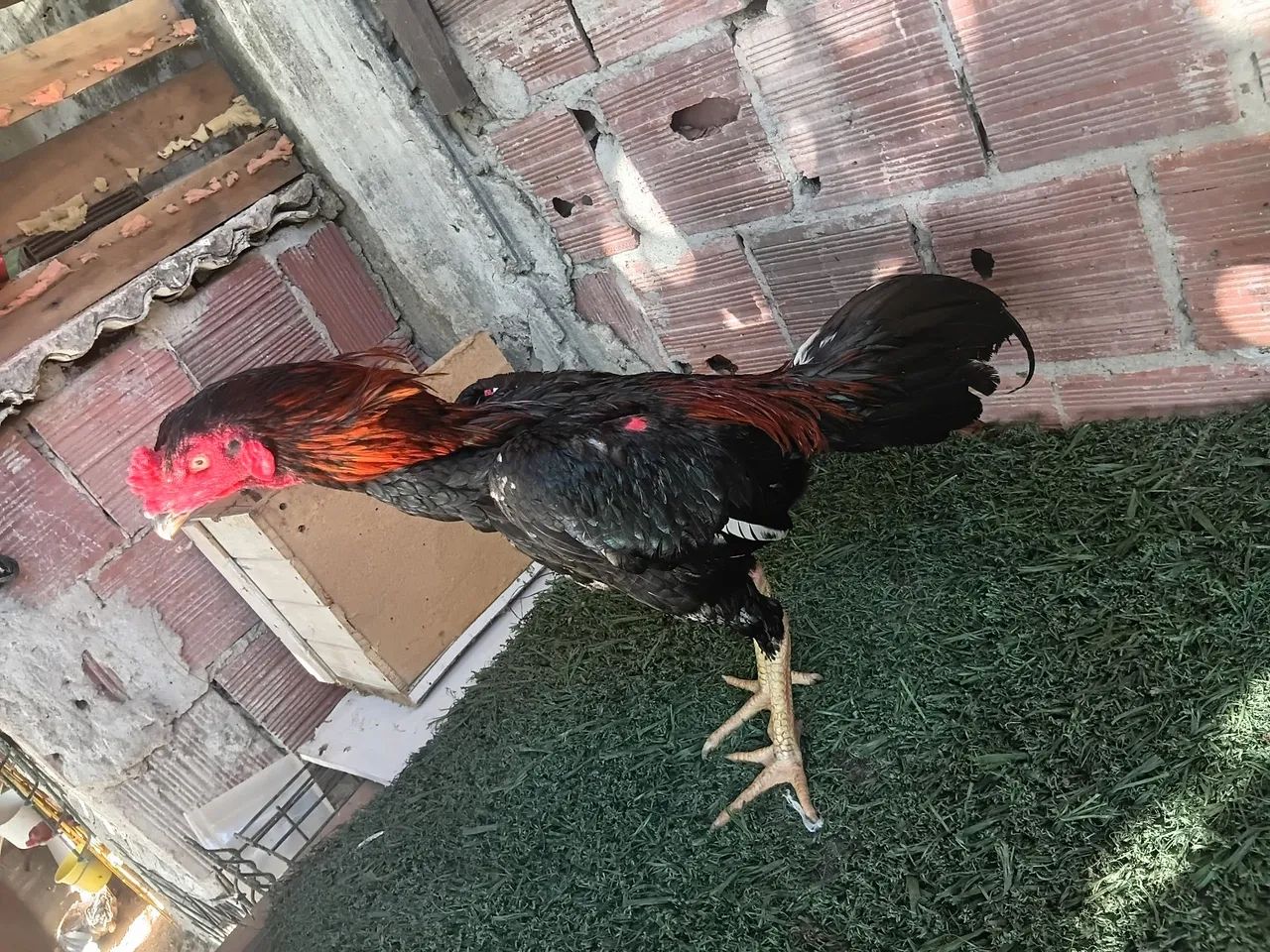 Frango indiano 