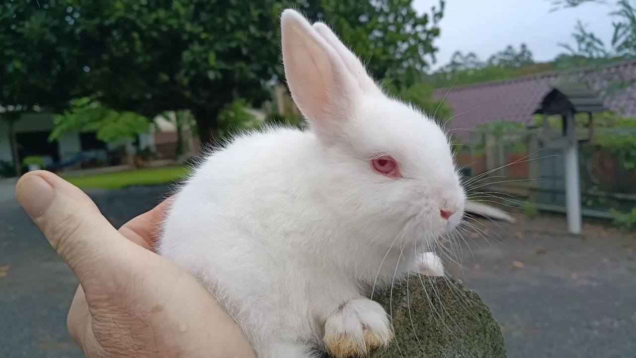 Mini coelho 