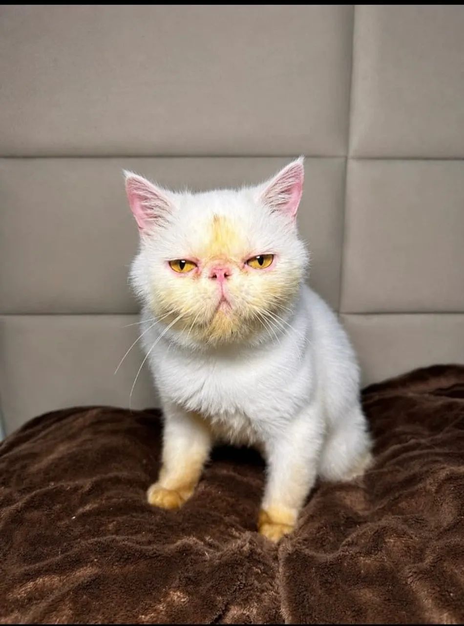 Gato persa  - Foto 2