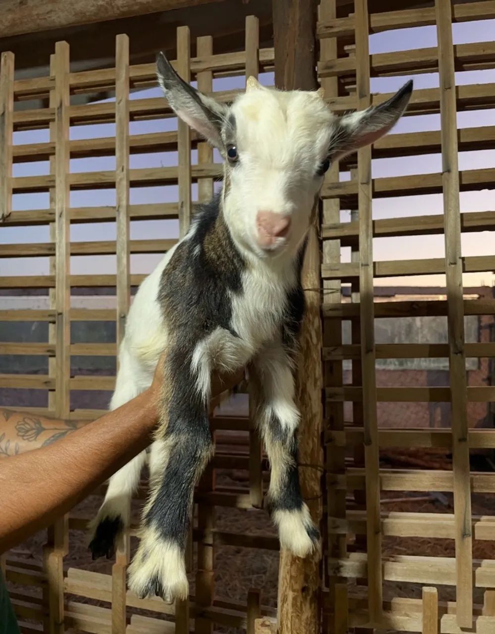 Filhotes de Mini Cabras - Foto 4