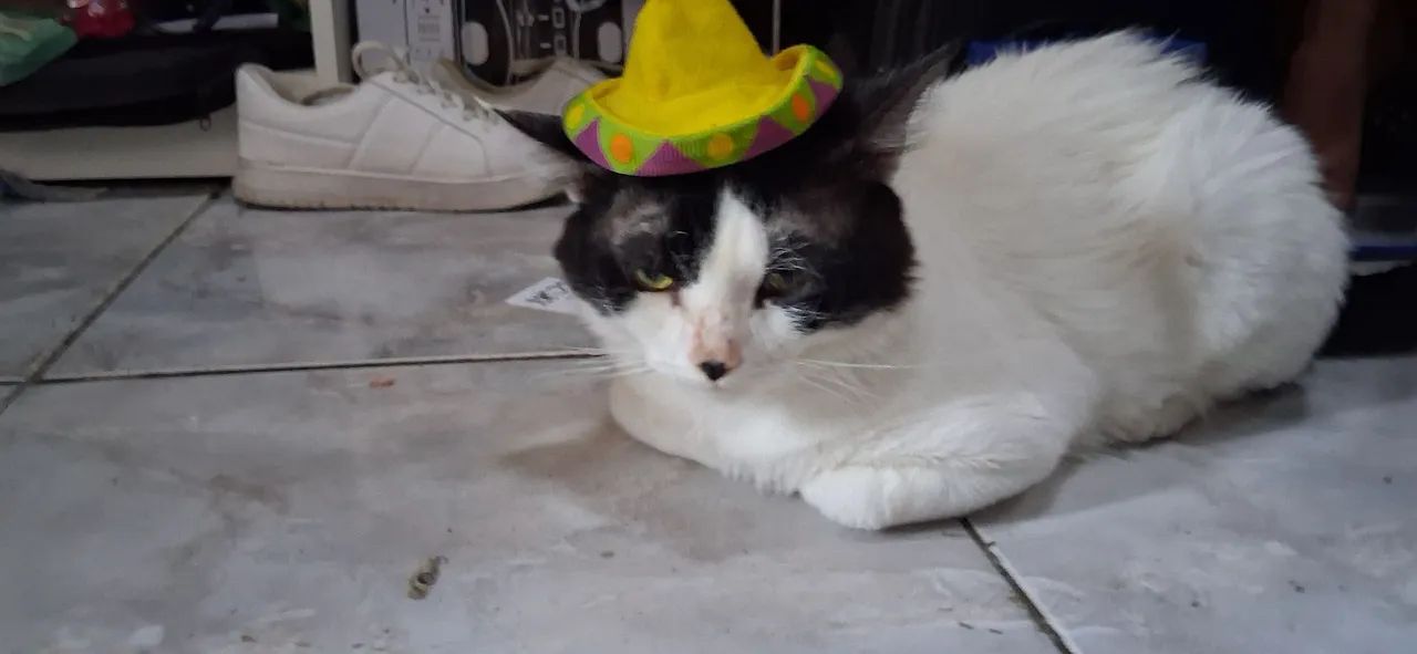 Adoção responsável - Foto 3