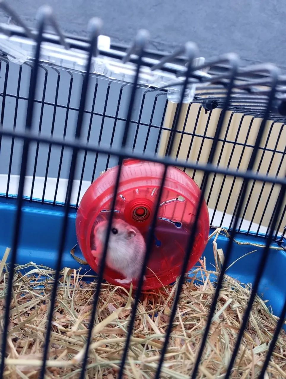 Hamster c/ gaiola - Foto 5