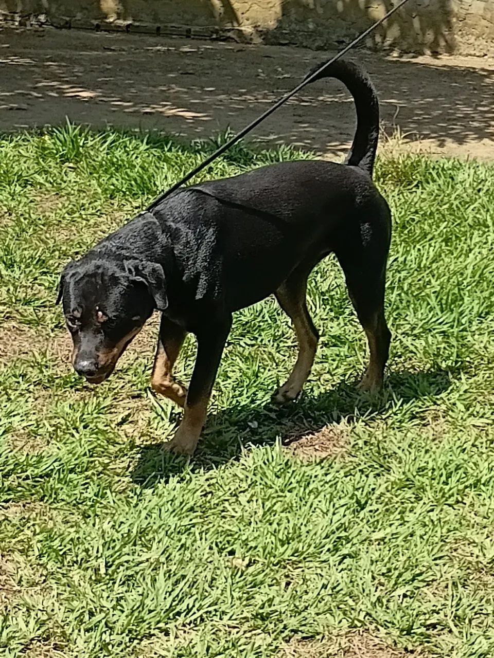Doando esse Rottweiler  - Foto 2