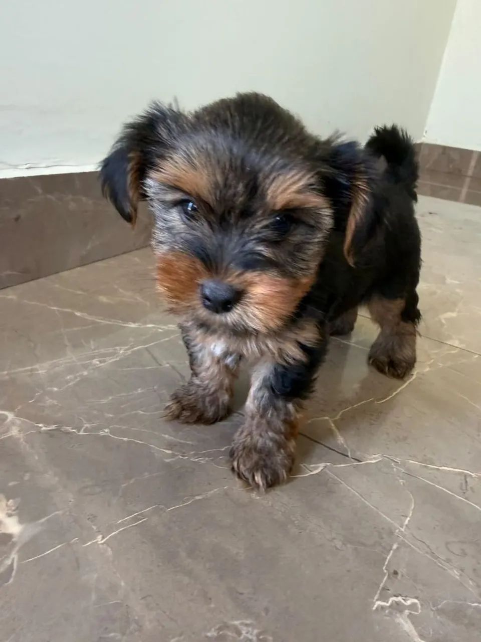 Filhotes Yorkshire Terrier - Foto 4
