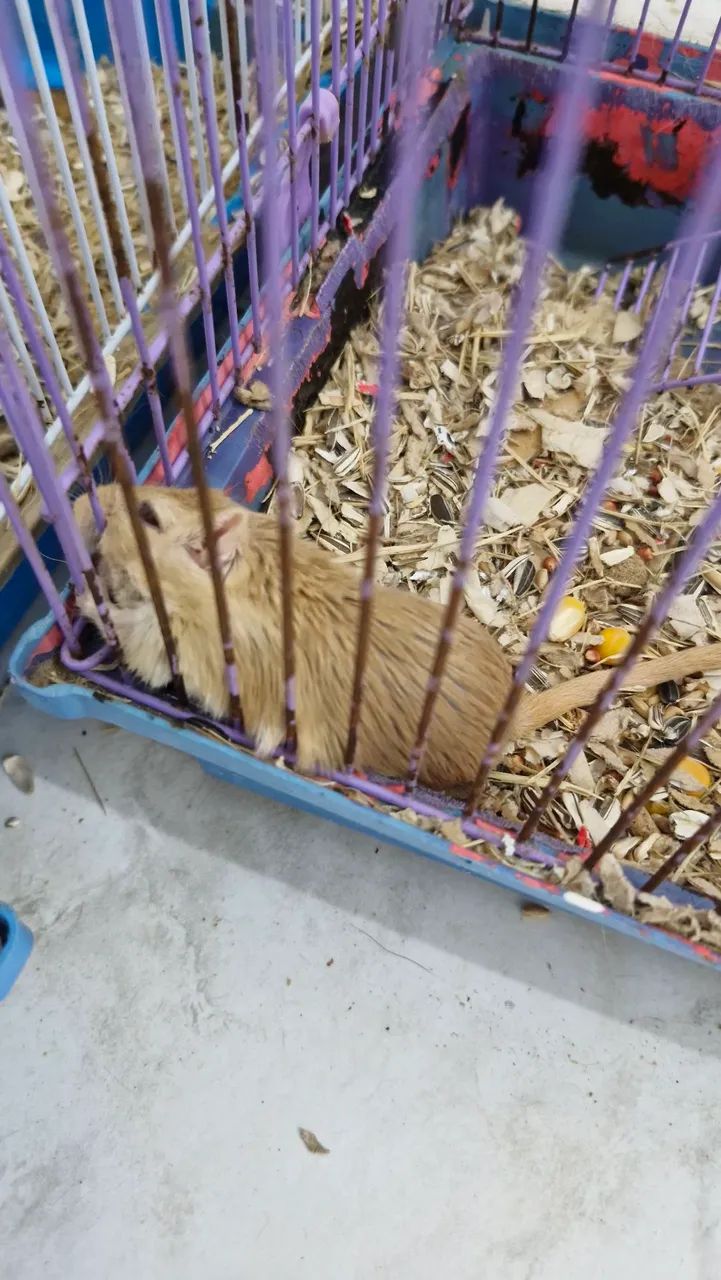 Gerbil (esquilo da mongólia) 