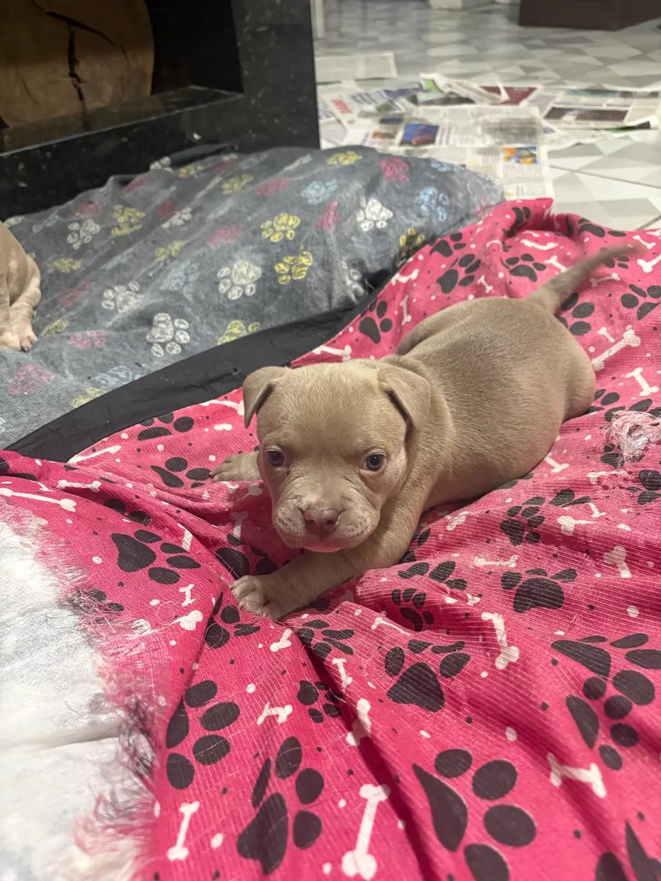 Cachorro - Foto 6