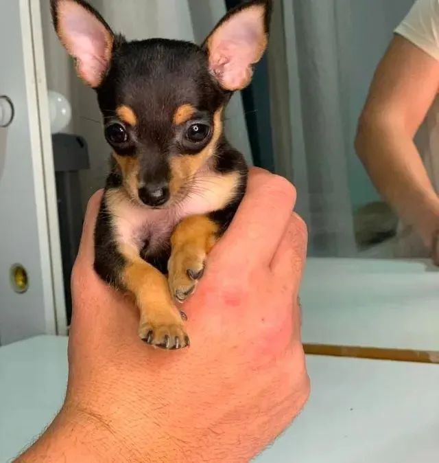 PINSCHER ZERO Miniatura (Aceito Cartão).